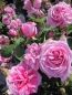 Preview: Englische Rose Gertrude Jekyll